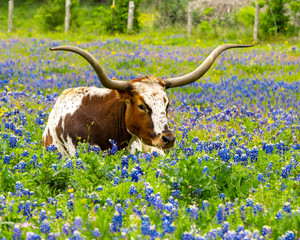 Texas Longhorn in Bluebonnets
